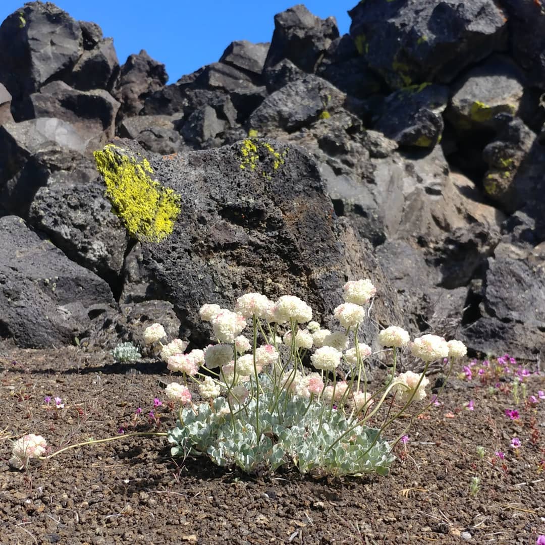 Lava field flowers are amazing! They are teeny tiny and incredibly tough. They are slowing turning lava rock into soil. If you stick around for a few millennia you'll see their progress.