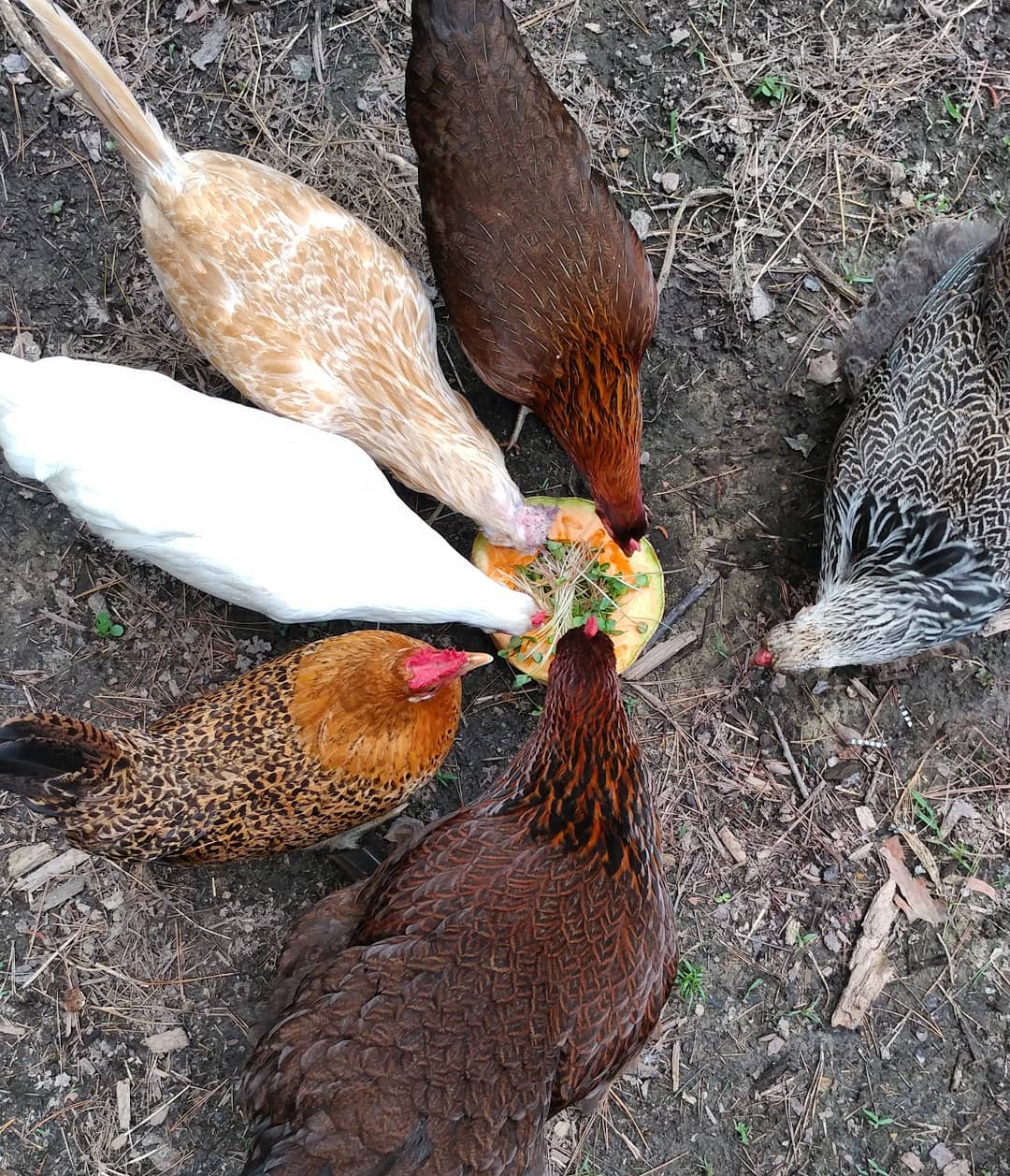 Round food = Chicken clock! 
The girls can demolish a melon. I added some spouts for extra nutrients. I'm sure they appreciated it. 
If you're wondering: 12 o'clock - Rosie, 3 -Vi, 6 - Big Red, 8- Gretchen, 9 - Gloria, 11 - Becky.