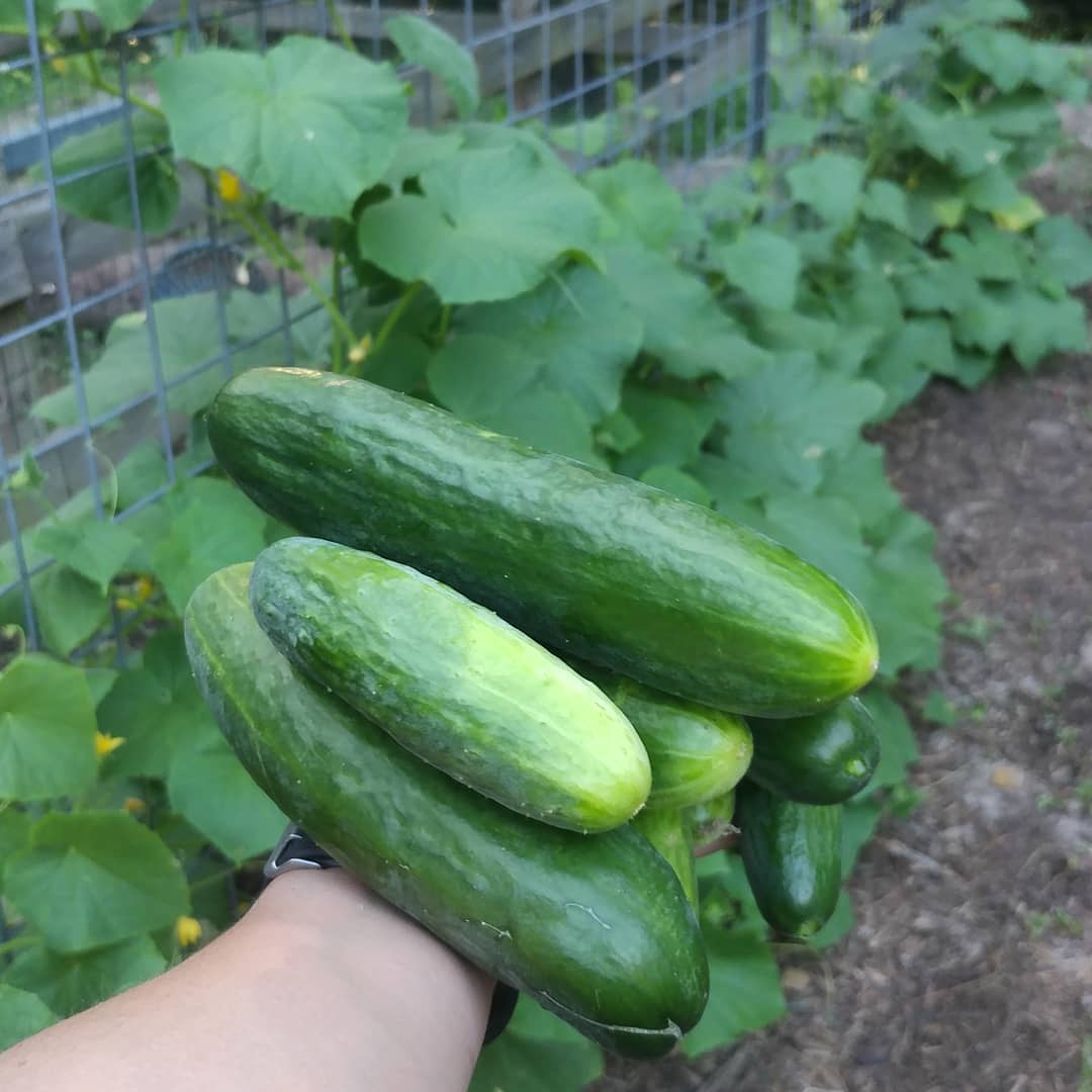 When I left for vacation the cucumber vines were just starting to climb the trellis. Two weeks later they are at the top and making cukes!