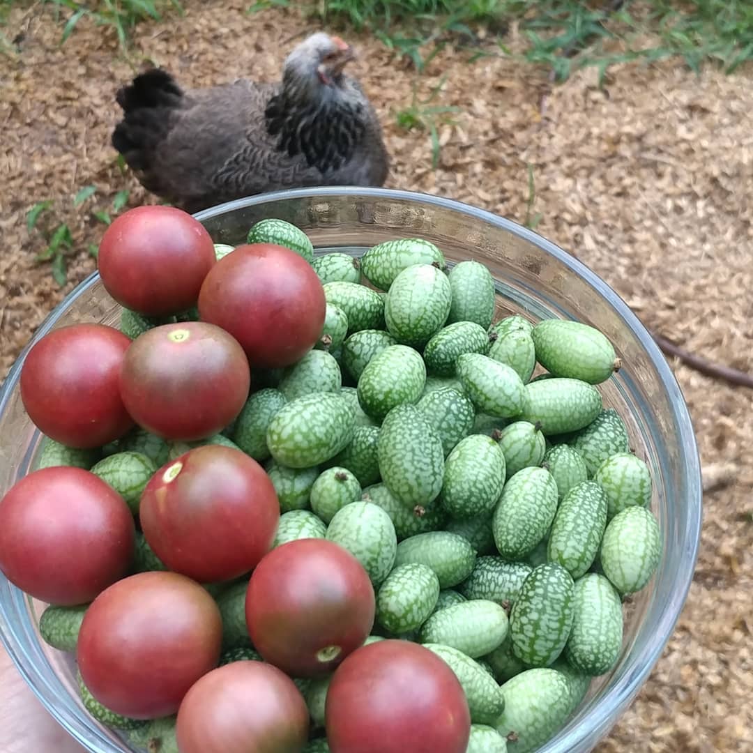 It's so hard to find good garden help. Tubbs (Violet) over there just eats anything I drop. Also, I ate most of those tomatoes before I got inside.