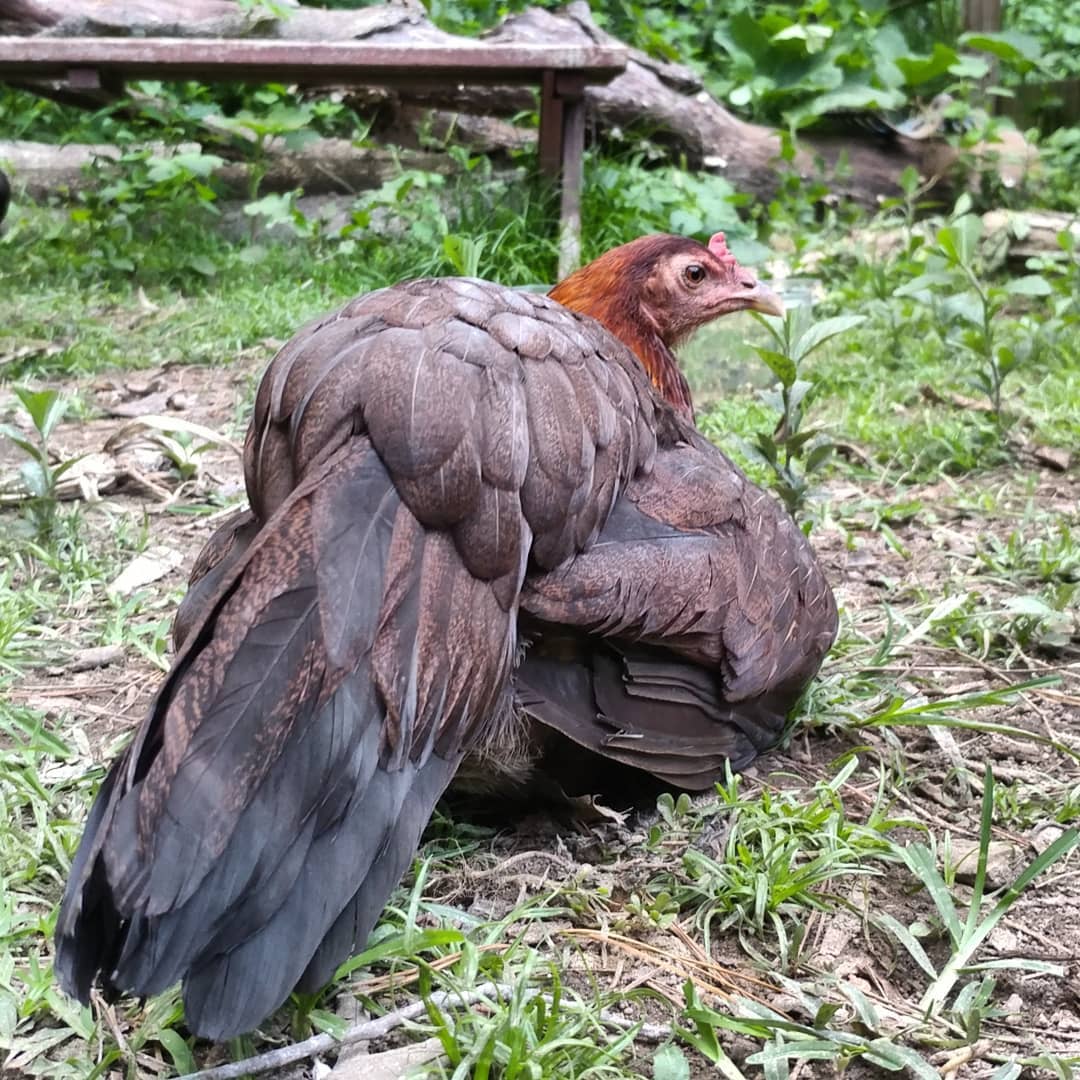My Rosie feels a little puny today. She's laying down, refusing treats and letting the other chickens walk near her. That is a behavior change! I am hoping it is just a light molt and the heat that is getting her down. She drank from the mud puddle I made her (That's her preferred water source. Clean water is for pansies.) and her breathing is fine. The white on her feathers is from a dusting of Diotomacious Earth I did for No one else has any issues. Please send good vibes!