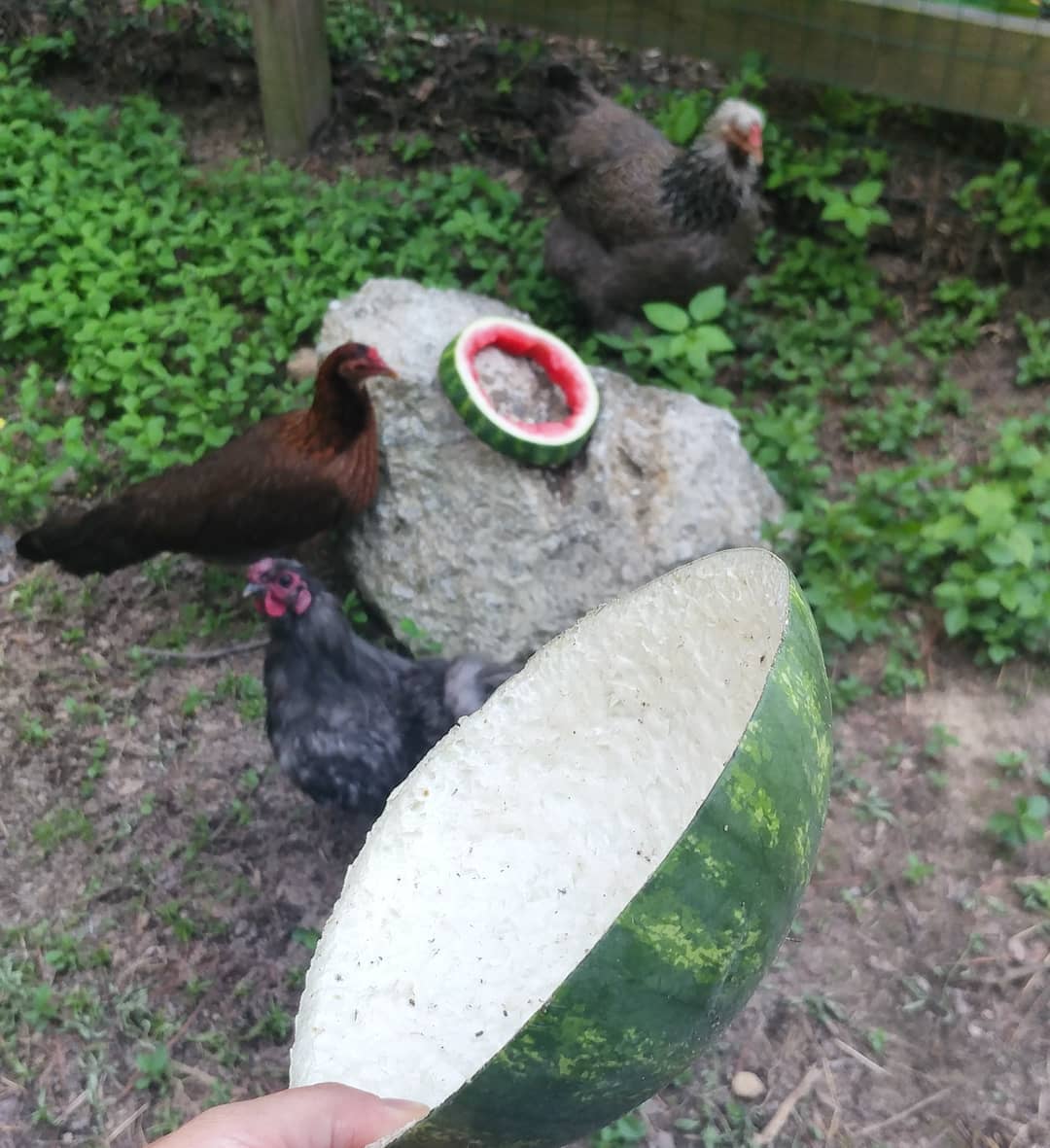My talented flock created this perfectly hollowed out watermelon bowl today and are currently working on a coordinating loop. If you're interested, all of their beak-crafted work will be available on their Etsy shop. (Just kidding! It will be in the compost pile.)