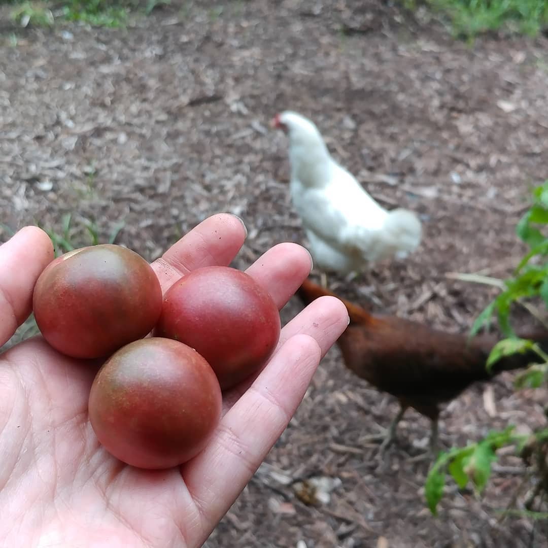 The first Chocolate Cherry Tomatoes! I love this type because they are big enough to matter but small enough to snack on. They have excellent flavor and don't crack immediately. Also, Rosie and Glo have no respect for the fence that keeps them out of the garden.