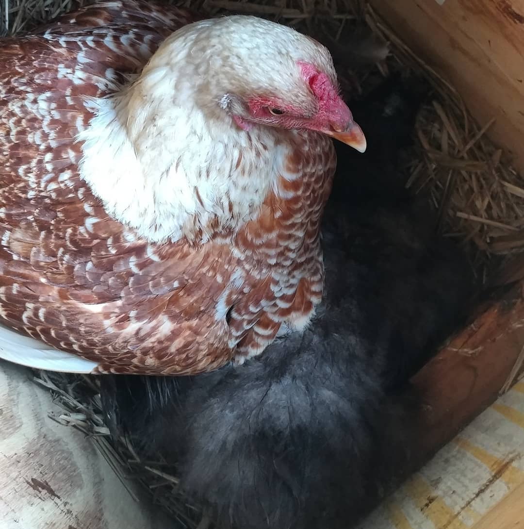 This is one broody sitting on top of another broody. That DOES NOT count. You did not hatch that other chicken. She is your sister. You're both idiots.