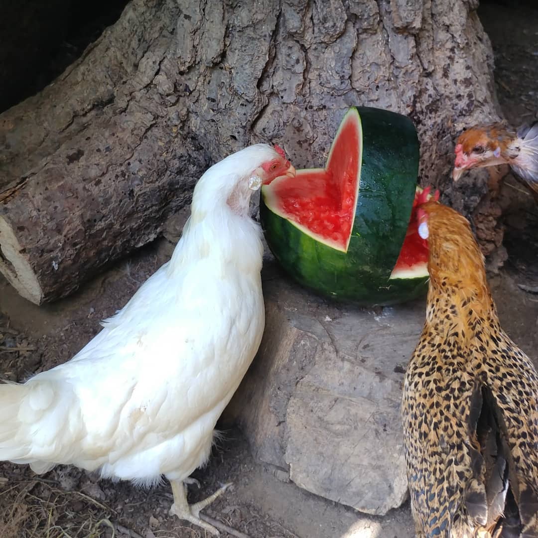 Today I asked my CraftsChickens to make me a watermelon basket. In the first picture Glo, Gretch and Hawk are discussing strategy. Swipe to see the final result. These are self taught chickens with no formal training in sculpting or culinary arts. Pretty darn impressive. What's next? Ice sculptures?