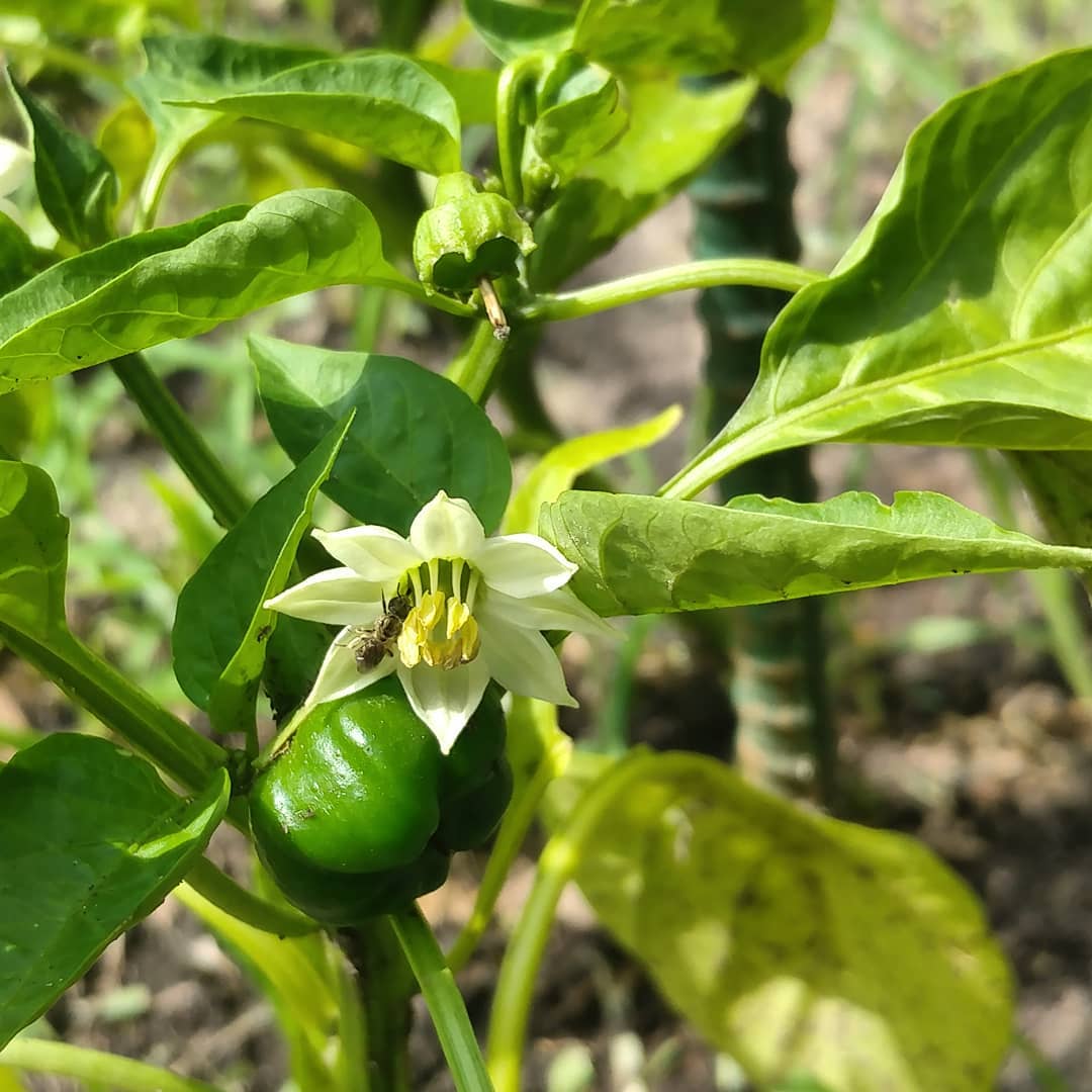 A little pollinator for my peppers! Half of my garden still has standing water from heavy rain this week. I think I'm going to lose most of my tomatoes. Bummer.