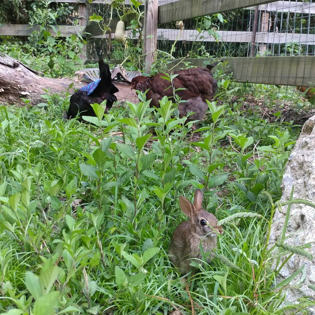 Both baby and mama Bun Bun made appearances today! Neither one has any interest in the chickens. But I do think they like the company. Why else would there be here? (Endless food supply. Safe from predators.)