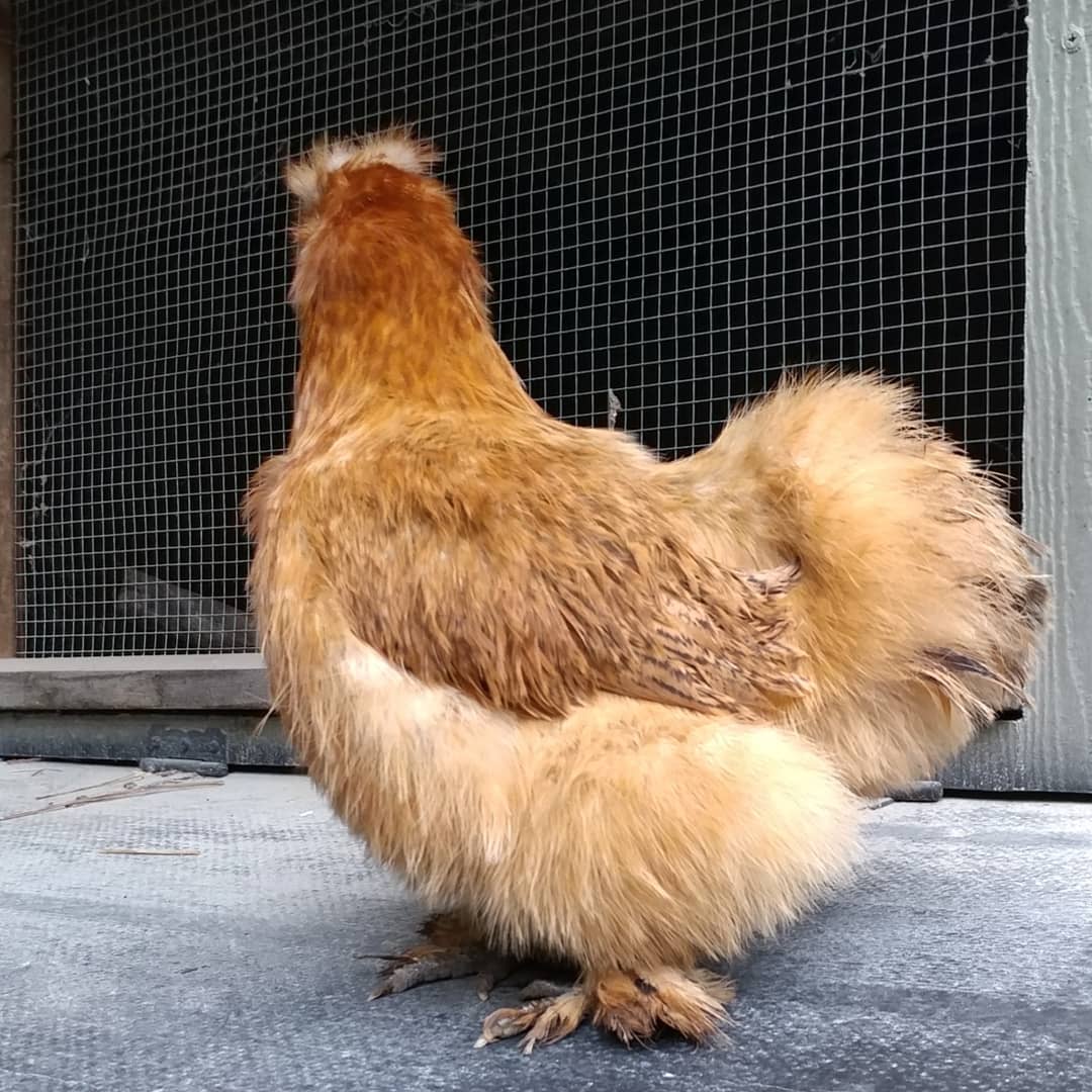 This is Donna Martin. She is a 7+ year old Silkie hen with a broody disposition. She is not a Muppet or a bunny. She is loud, bossy and will bully a chicken twice her size. She is super angry about being removed from the nesting box and is ignoring me. She has been in broody jail for four full days and shows no signs of giving up. She has maximum poofiness right now so I took her picture anyway. I  Donna. Donna s brooding.