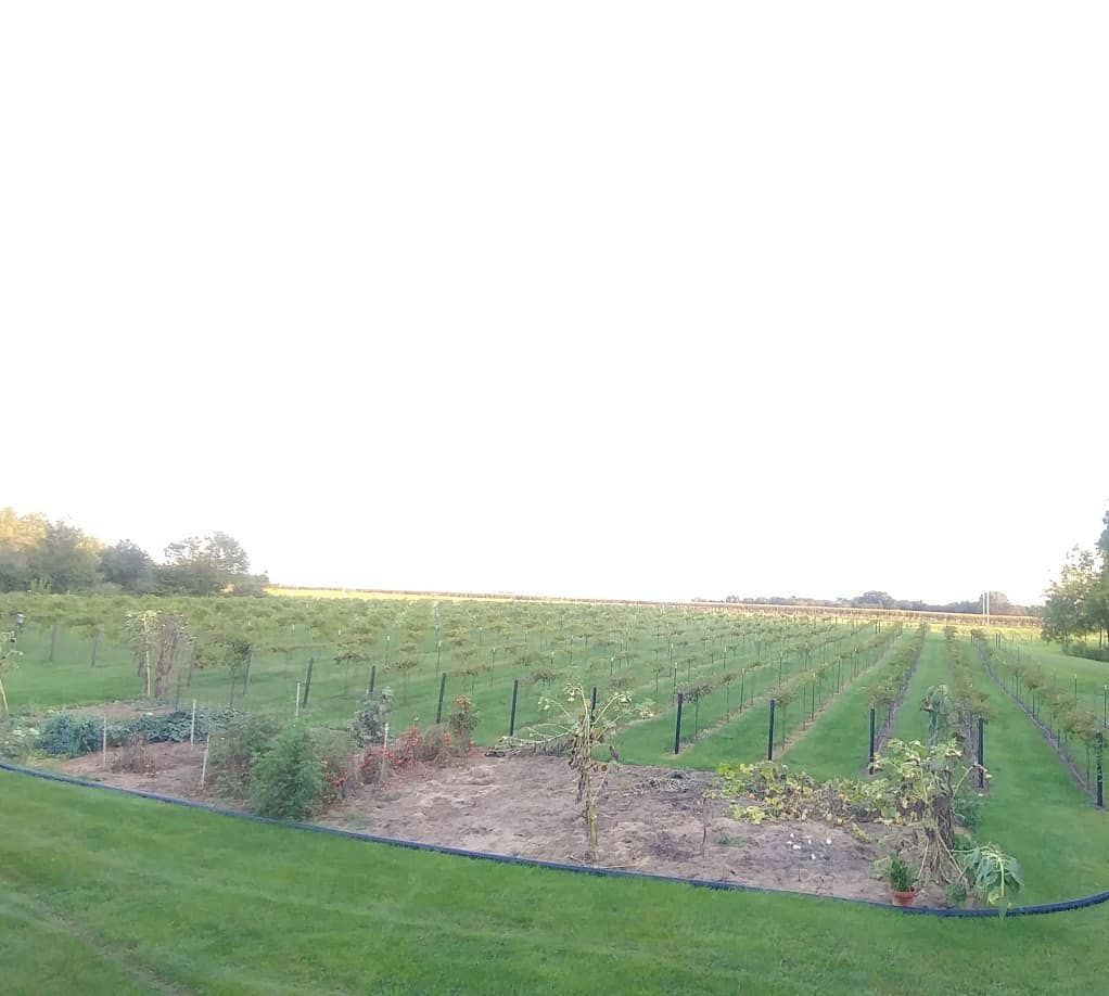 Hanging out at my parents place before heading to Chicago on Sunday for IMTS. I'm typically here in the winter so good to see their vineyard and garden in season.