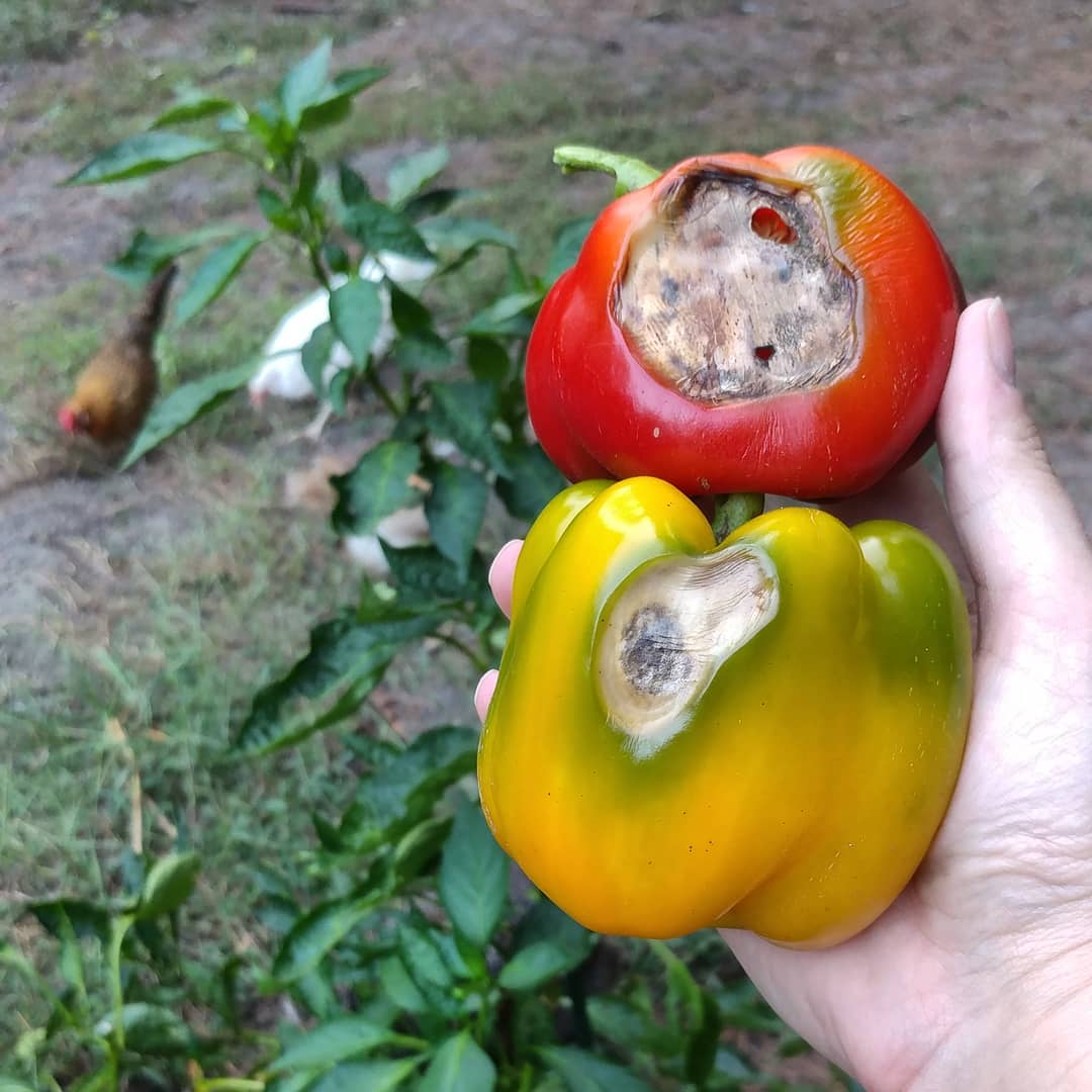 If you leave green peppers on the plant they will eventually turn colors. Then rot. I seem to miss the small gap in between colors and rot every single time.