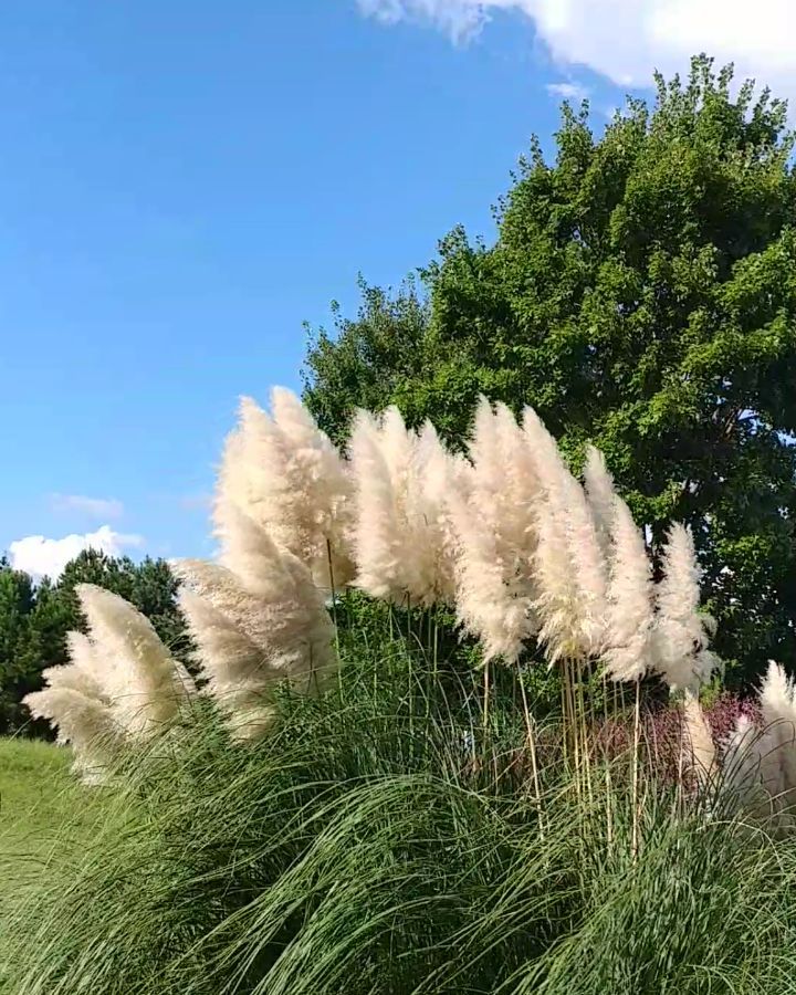 Just a minute of pretty grasses waving in the wind. Yea, I touched them and they are really soft.