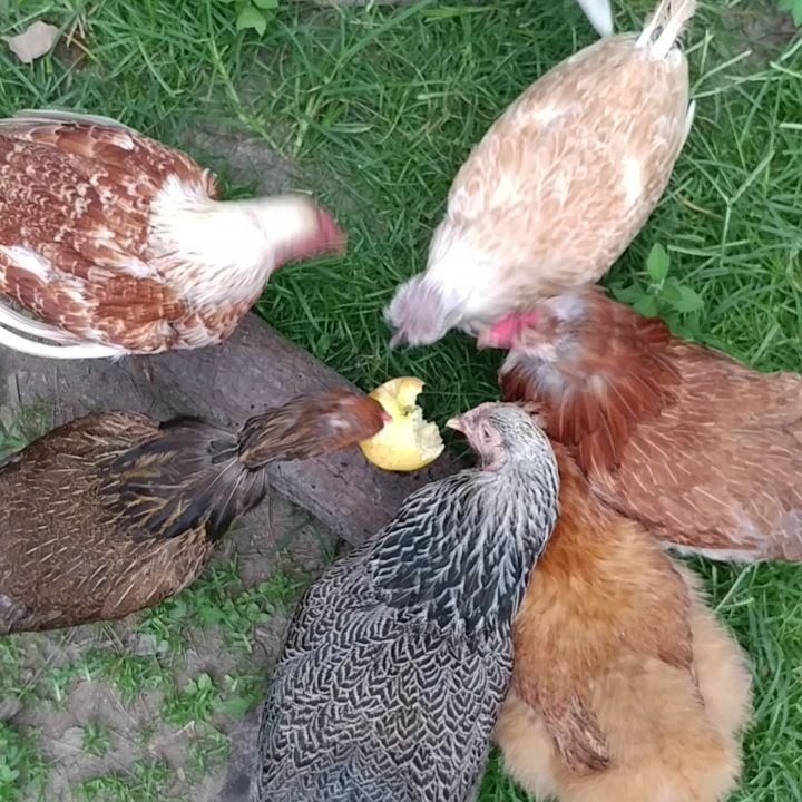 Very effective circular snacking today. There is some bonus crowing if you turn up the volume. All of my chickens are missing some head or neck feathers. The pecking order has consequences around here!