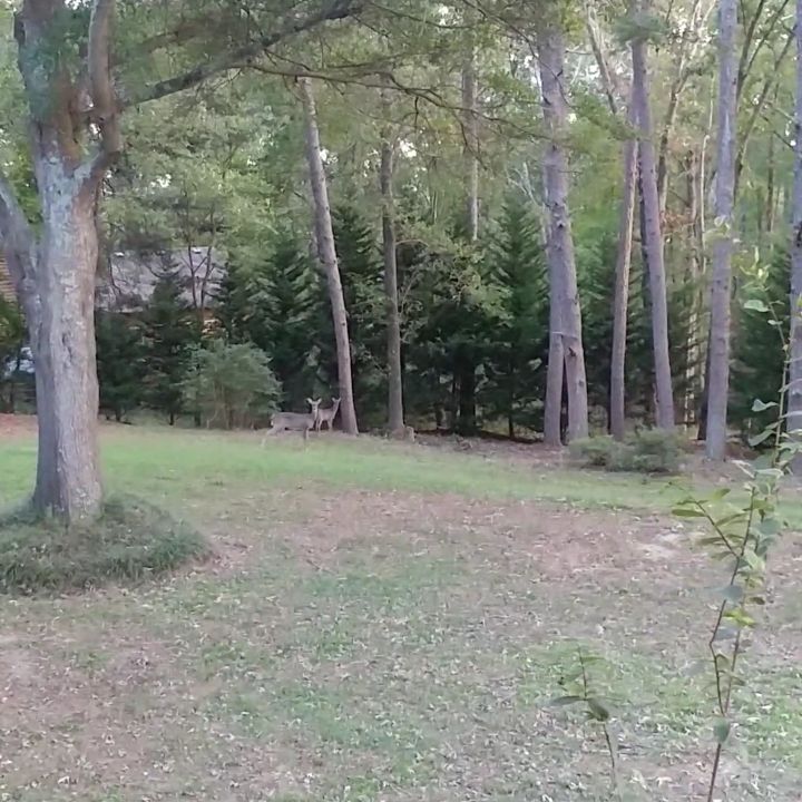 I love how the Mom deer stamps her foot at me. Umm, I live here lady. Also, we have a very tall fence. How did you even get in? There are two babies. The obvious one and then one hiding behind the bush on the right. You can see it move a little a few seconds into the video. These cuties show up in the yard every couple of days. I think they live on our road and rotate properties. I've known them since the babies had spots! Please don't eat my garden!