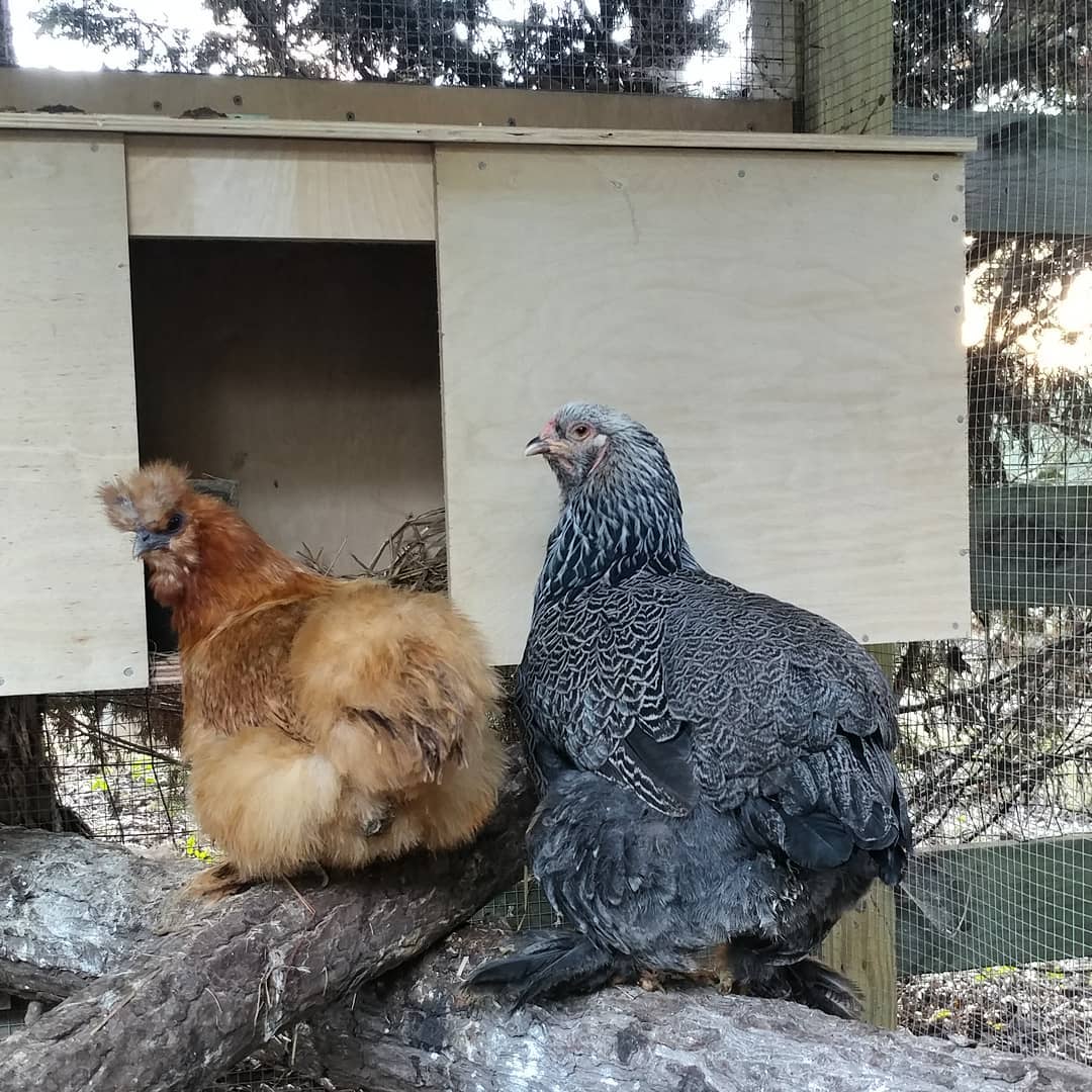 I have provided Donna and Violet with their own personal quarters. They are fenced off from the despised (tiny) rooster. They have their own food, water and treats aplenty. I recently added this cozy nesting box so they aren't exposed to the elements at night. (Neither one lays eggs. They are 7+ years old.) And look at them! They stand at the door giving me side eye like it might be a trap! It's not a trap! I have been coddling and spoiling you for your entire lives! I don't deserve this level of suspicion. Just get into the fresh straw and enjoy your incredibly pampered lives! Dammit.