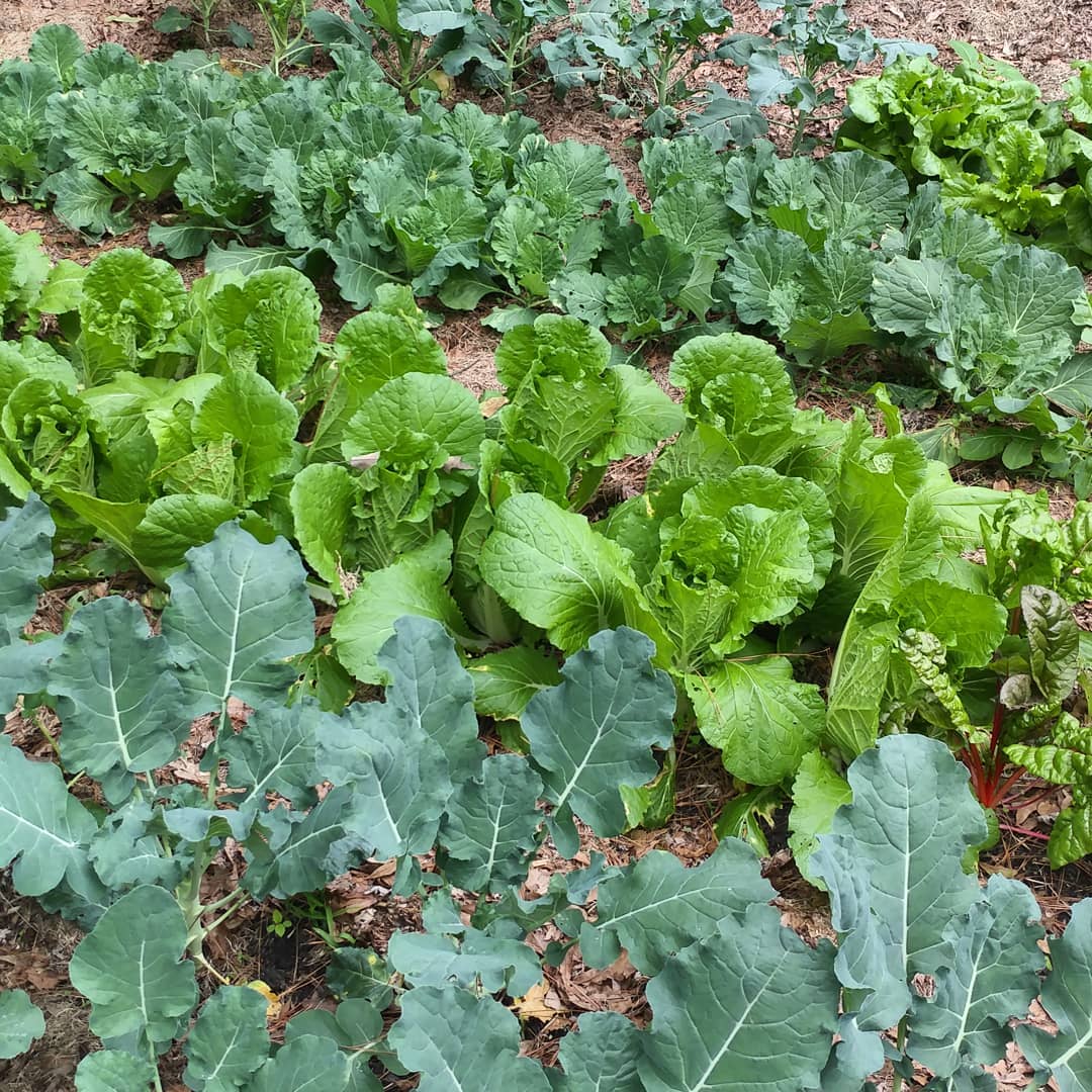 My winter greens garden is lush! I'm having trouble picking anything because it just looks so good. I love growing things in the fall when all the bugs are gone.