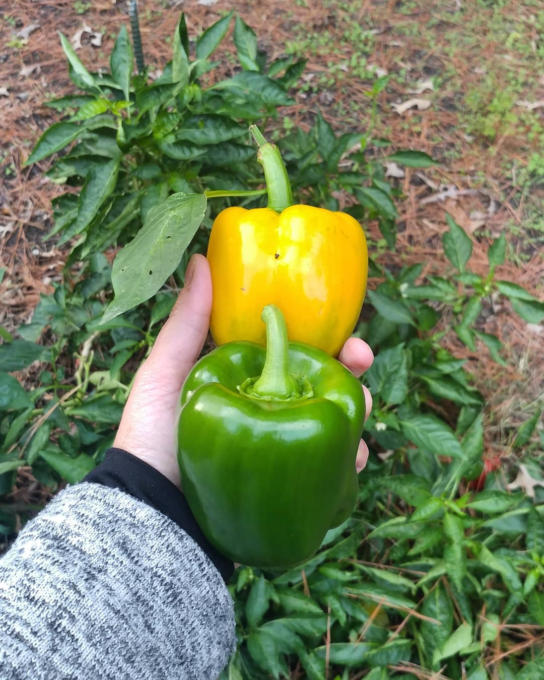 Goodbye peppers! We finally had a freeze last week and it killed off the pepper plants. The rest of the winter garden is still going strong!