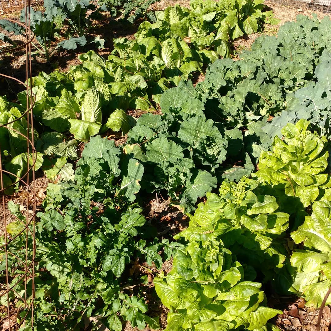 The garden survives! Mid-December and all of the greens are thriving. The chickens will have snacks until spring for sure!