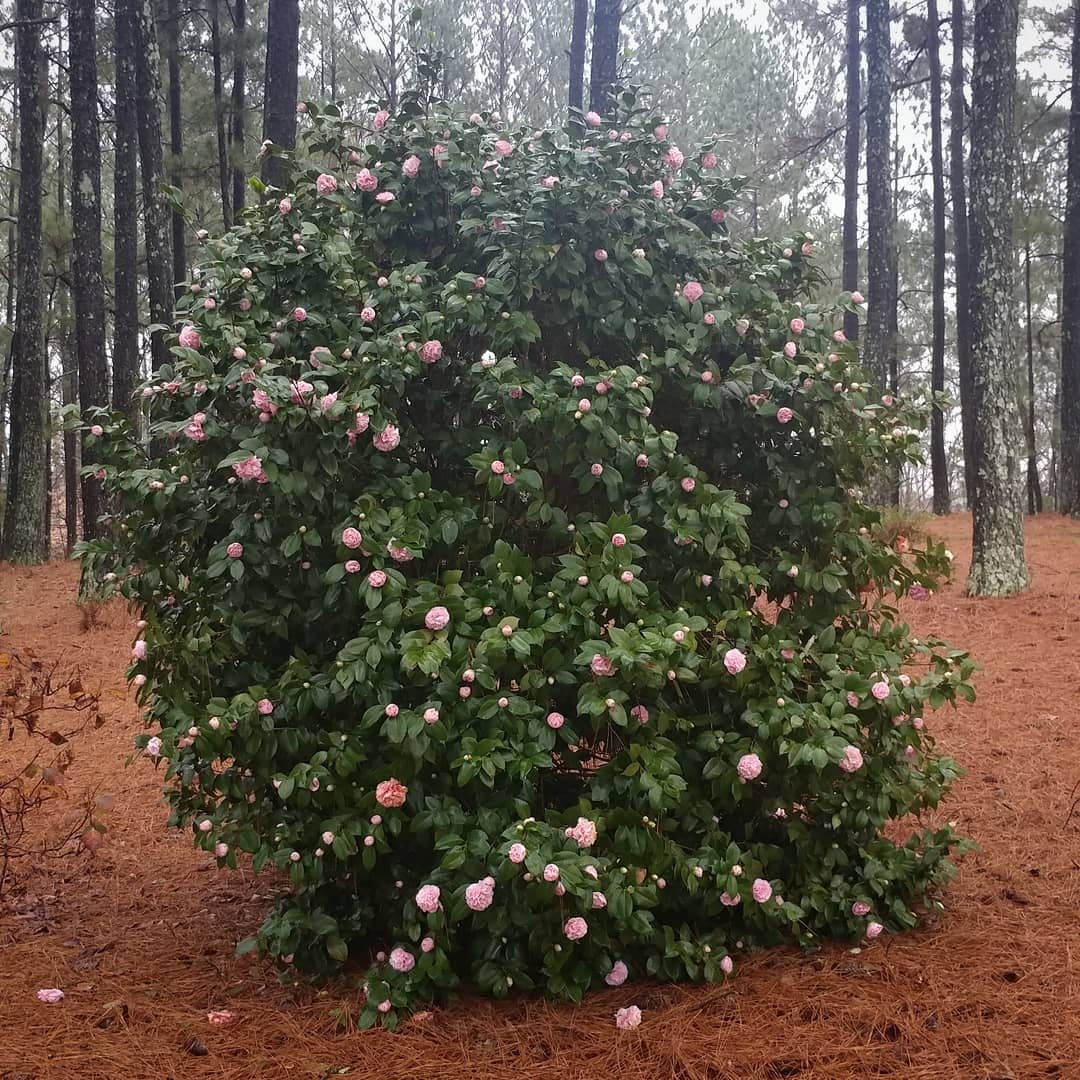 While you're all taking down your Christmas trees, I'm letting nature decorate this bush! This is nearly in full bloom and I'm desperate for some sunshine to highlight it! It is at least 12 feet tall. 12 feet of pink blooms and dark, glossy foliage! I applaud the ornament choices. Should I put a star on the top?
