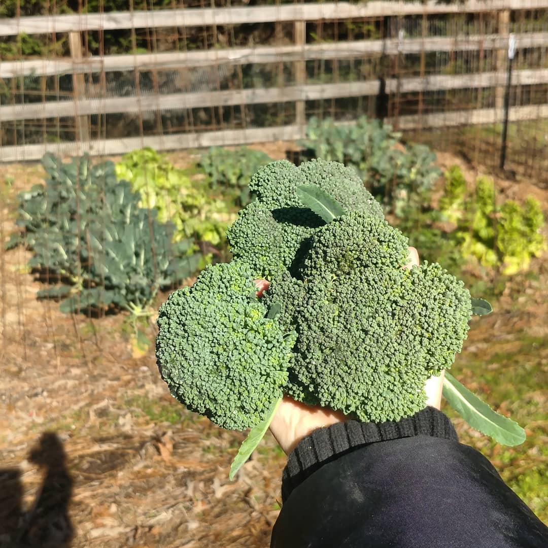 Expecting a hard freeze here in Georgia so I picked a few more of my broccoli heads. I know the plants will be ok but I don't usually like the texture of frozen-in-the-yard brocoli.