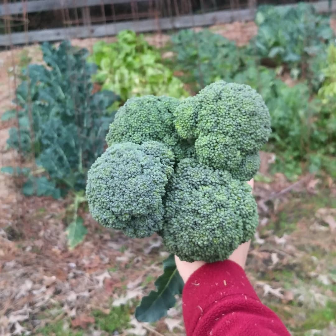 I did not even know my garden was growing broccoli heads! I thought we were just getting leaves in this batch. Upon closer examination, these four were chosen for dinner and there are at least six more in the works! Yeah!