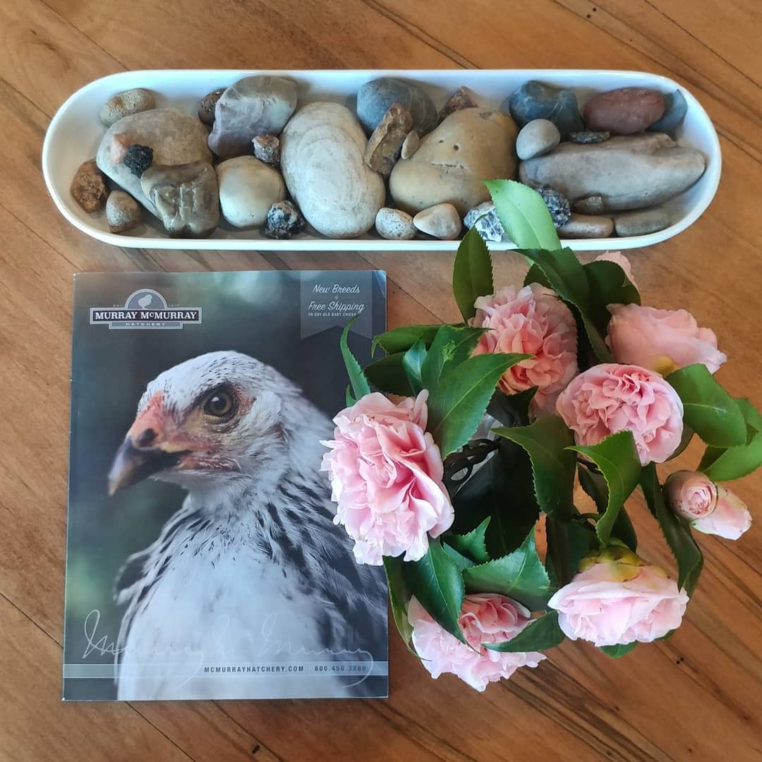 Tablescape! 
Anyone know how long cut camellias will last? The rocks are from my trip out west last year. (Collected near national parks but not IN national parks. That's a no-no.) One of my girls is featured in the @mcmurray_hatchery catalog this year! Bryce is on page 10. 
#