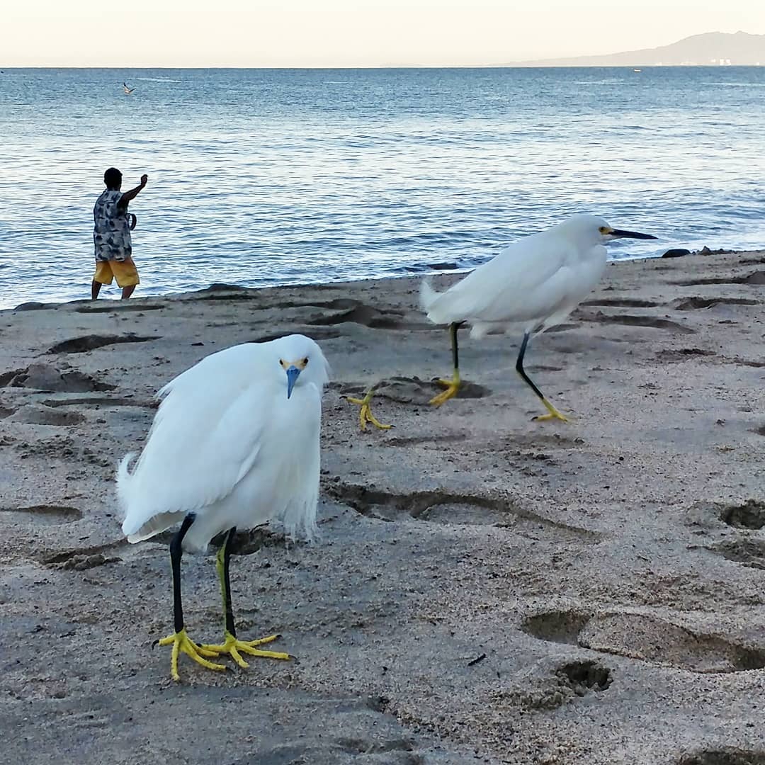 These Snowy Egrets manage look look perpetually sullen that the fishermen won't share. Then one was running so fast my camera captured it as a disembodied foot! Love them!