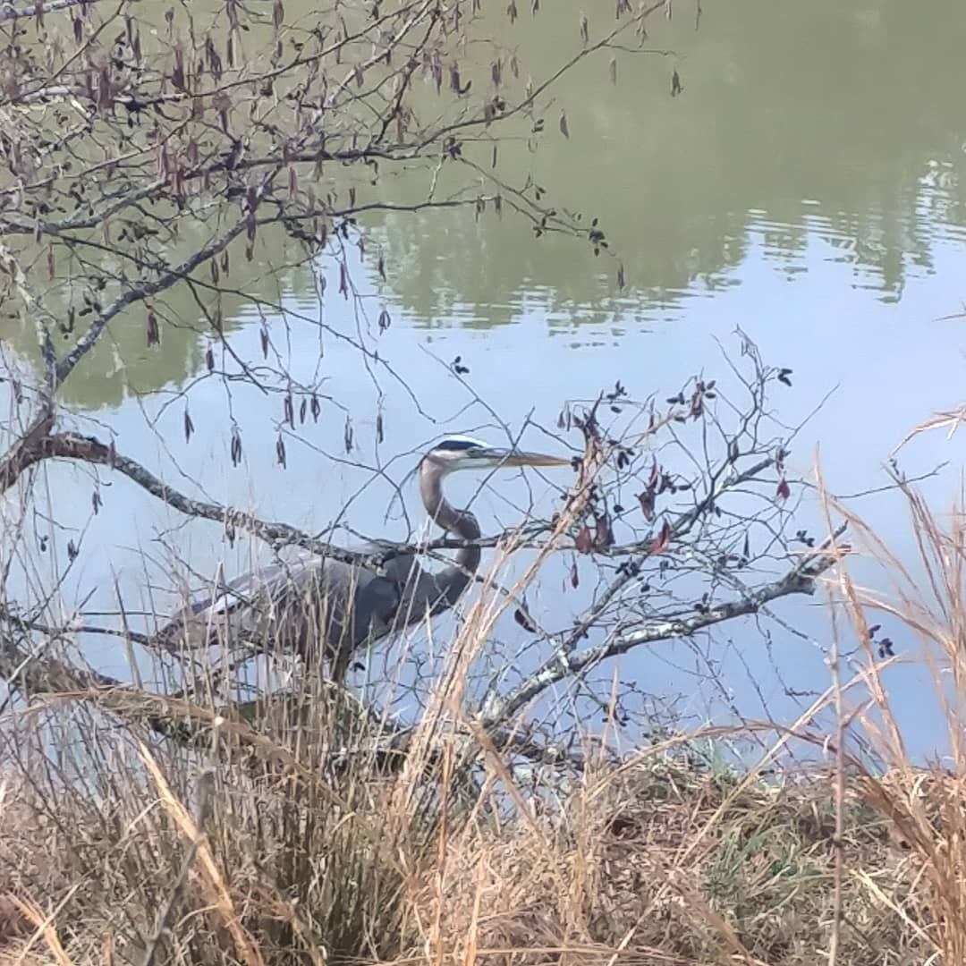 This is Henri the Heron. He lives at He's been visiting for more than a decade! Do I have any way of knowing it's a boy bird? No. Is it really the same bird year after year? I don't know. Is it possible I see different birds and call them all Henri? Yes, it's possible but that isn't how I tell the story. Happy New Year Henri!
#