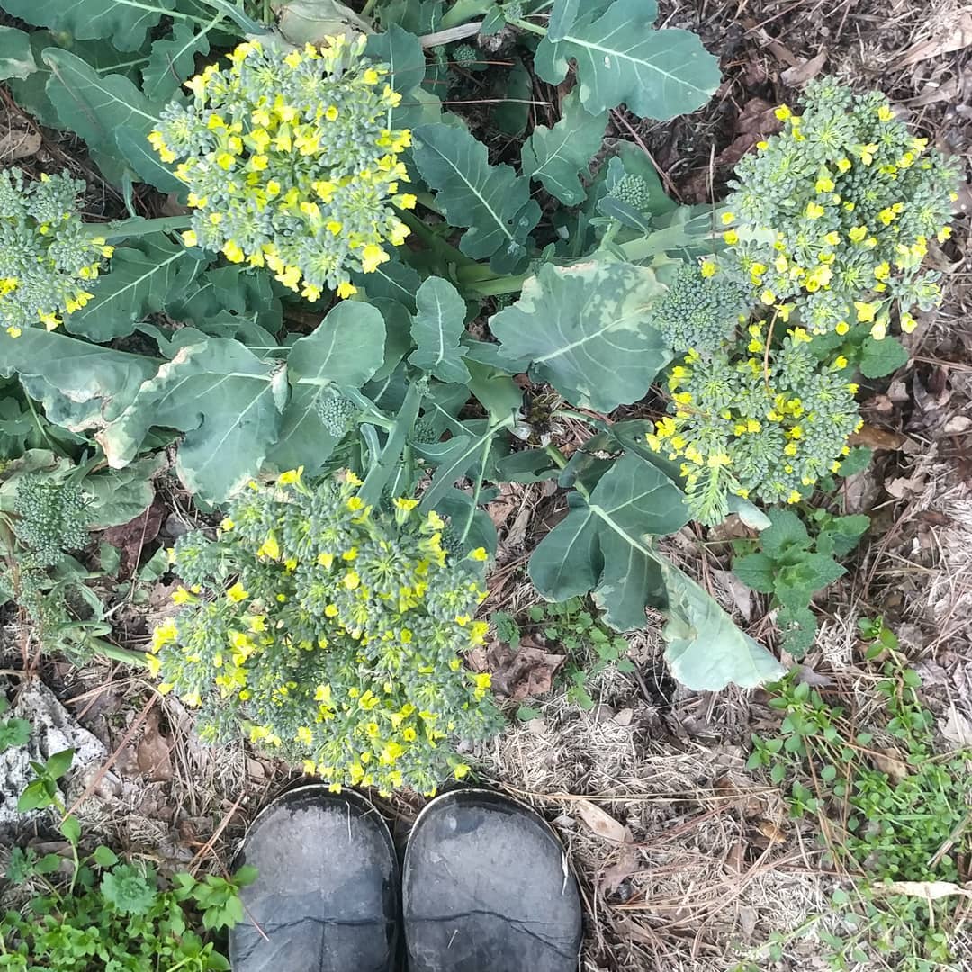 Do I get double credit for growing broccoli flowers? That is both a vegetable and a flower. It's multitasking.