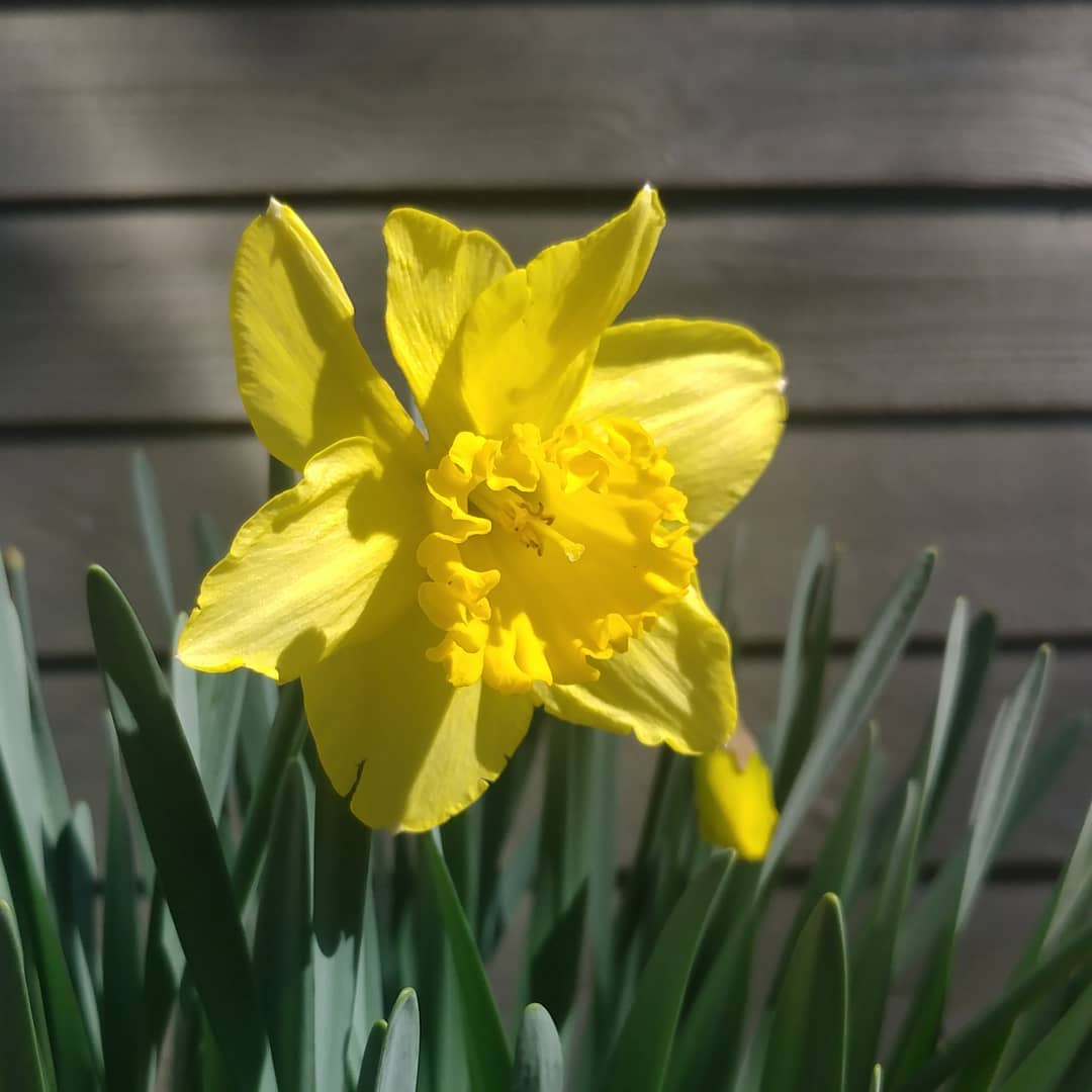 I declare it Spring! No yard hamster or calendar number can tell me otherwise. It sunny and I have a daffodil. That means it's Spring in Georgia!