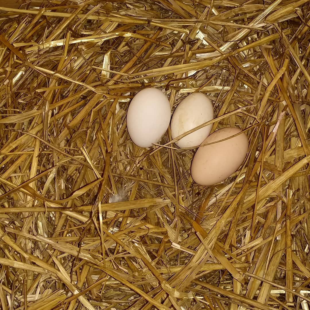 Three eggs is one nesting box is not a big deal (they all want to use the same box because they know it's annoying that I built seven and they only use one) but this is in my rooster-free coop where only four chickens reside. This means one of my 8 year old chickens laid an egg today! Either Vi, the giant Cochin or Donna, the brown Silkie came out of retirement after close to a year! I'm impressed, ladies. Thank you for participating!