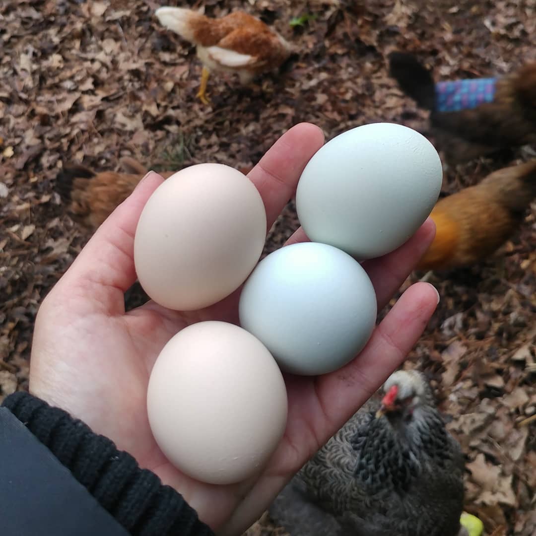 I found one small and one large brown egg in the rooster-free coop today. That means both Violet and Donna laid eggs today! They are eight years old. I'm pretty impressed. Neither of those eggs are pictured because they both had muddy fur-feet and those eggs need a rinse!