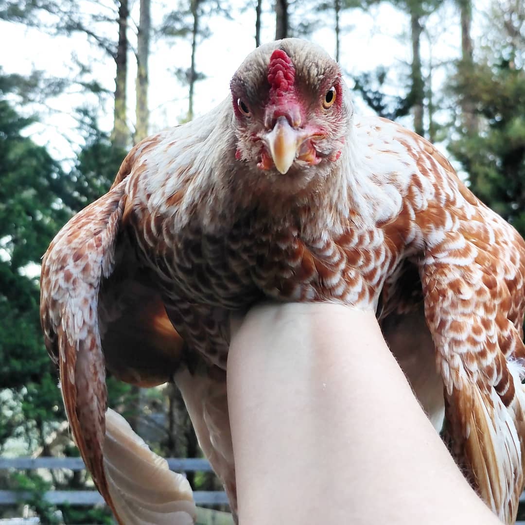 Broody rage!
Bryce is a little intimidating when she is in a good mood. Her broody mood is somewhere between maim and murder. Total eggs she is actually sitting on in the nesting box? Zero. Amount of blood I've lost trying to remove her from said box? More than zero.