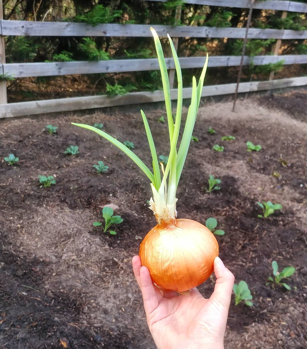 I don't want to brag BUT I grew this onion in my kitchen, totally organically and free of substrate. It looks fantastic and I am going to plant it in the garden with the other onions right now! 
But Jesse, you say, didn't you really just leave a store bought onion in a bowl on the counter for two months and finally decide you had to do something about it and are planting it outside because you feel guilty about food waste? 
Both are possible ways to look at this situation. You say tomato, I say tah-mah-to,  either way it's a pretty onion.