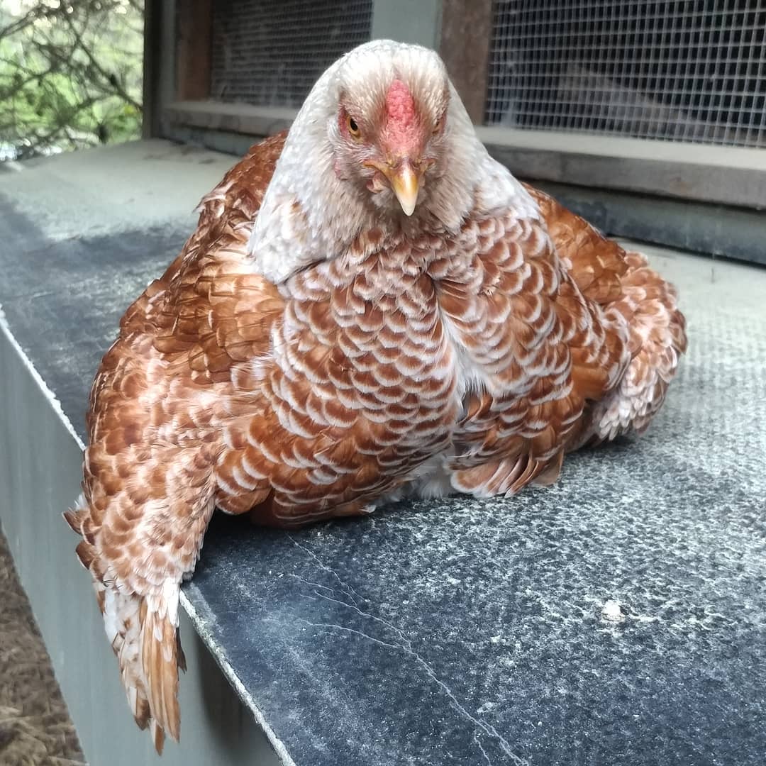 I removed Bryce from her zero eggs and set her down to remove Glo from her zero eggs and Bryce remained frozen in place, exactly as I set her down. Completely frozen, wing dangling, puffy and furious. What a drama queen! Broody idiot.