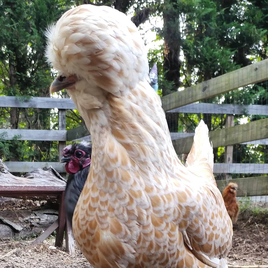 Just trying to get a picture of a gorgeous and I get not one, but two photobombers! Sonia the is always around when I get close to a hen but Donna was an unexpected surprise!
