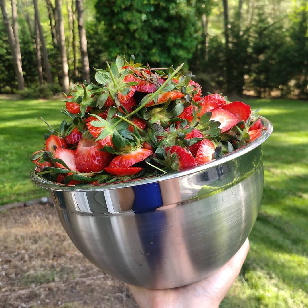 Today I picked 6 gallons of strawberries and this bowl of tops is all that is left! I made jam, muffins, macerated some for shortcake and froze enough for the rest of the year. I find that strawberries are more trouble than they are worth to grow when I can pick high quality berries just a few miles away. Also, has excellent strawberry ice cream! Now to give the chickens a gift...tops!