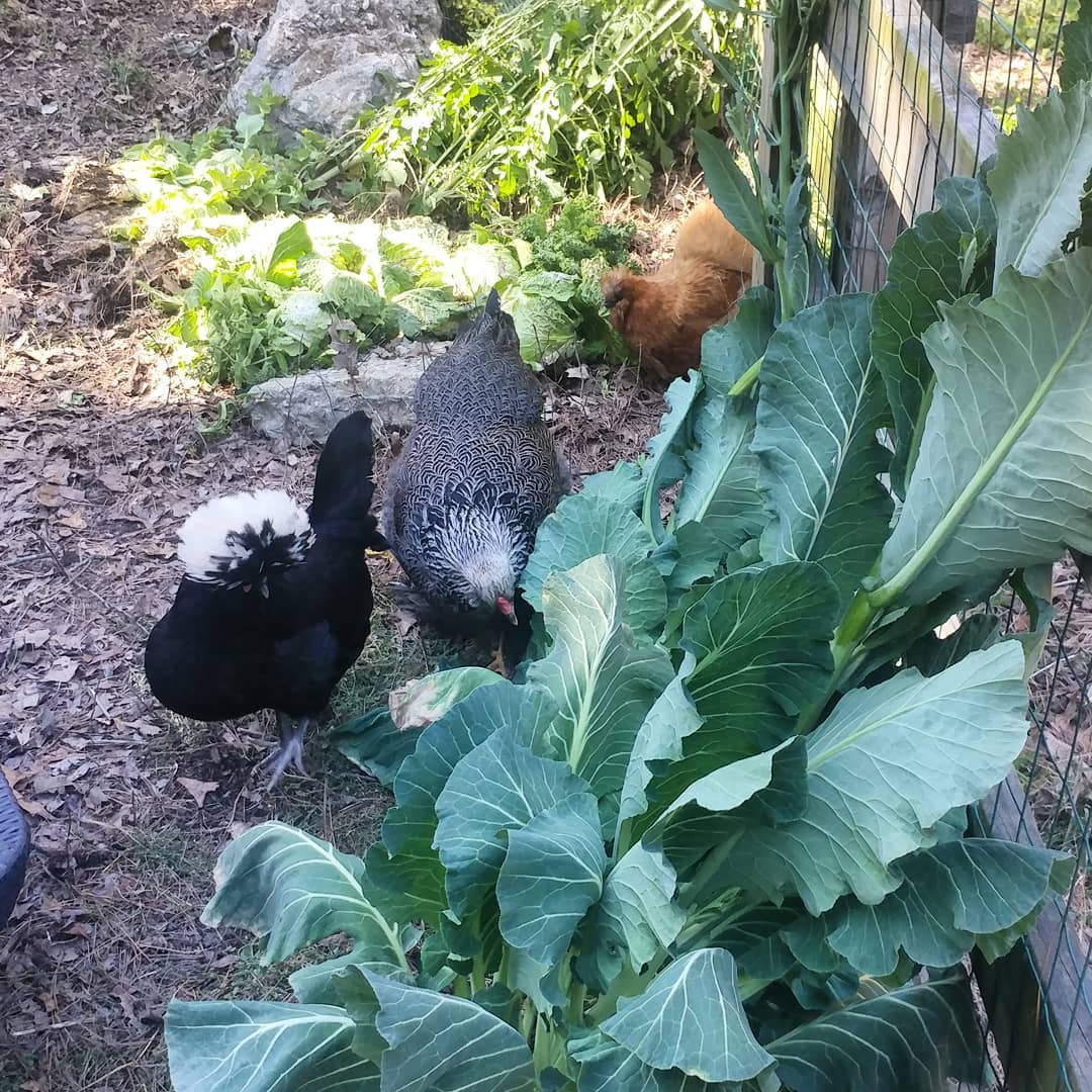 When I pulled out the remnants of the winter garden I gave it to the chickens all at once. It was pretty much a forest of snacks. I would like a forest of snacks. (And kale is not a snack for me!)