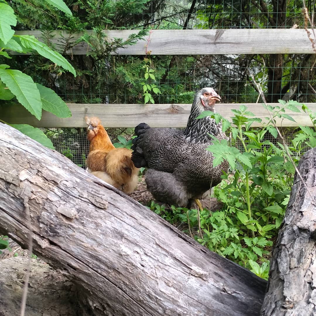Donna and Vi like to hang out as far from the rooster as physically possible. Here they are, safely camouflaged in the jungle, waiting for the all clear to return to to coop for the night. It makes it hard to get an accurate head count but I do understand why they hate that power hungry little crower.