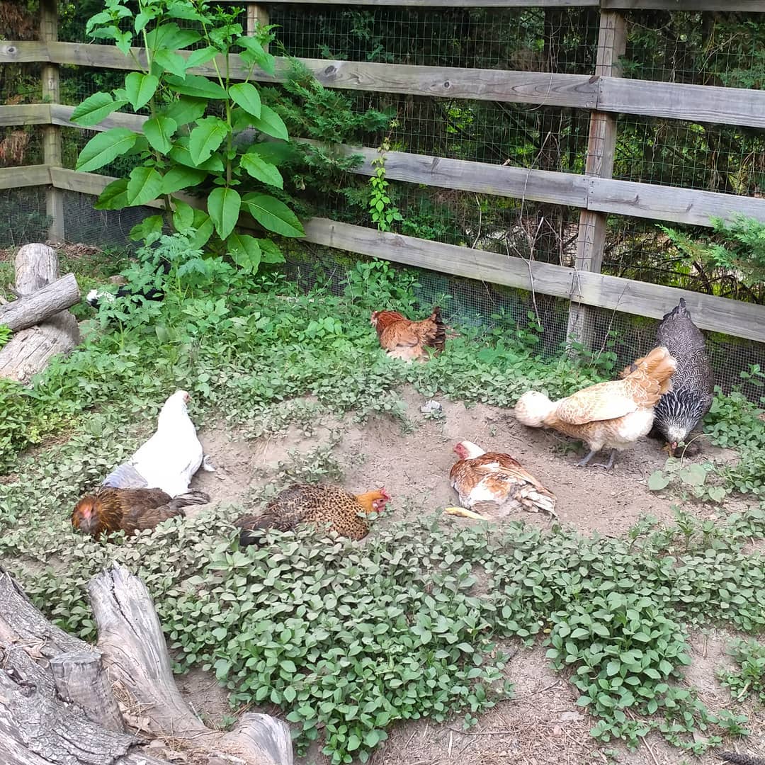 Everyone is taking a dust bath! They must have big plans for the evening. Party in the coop!