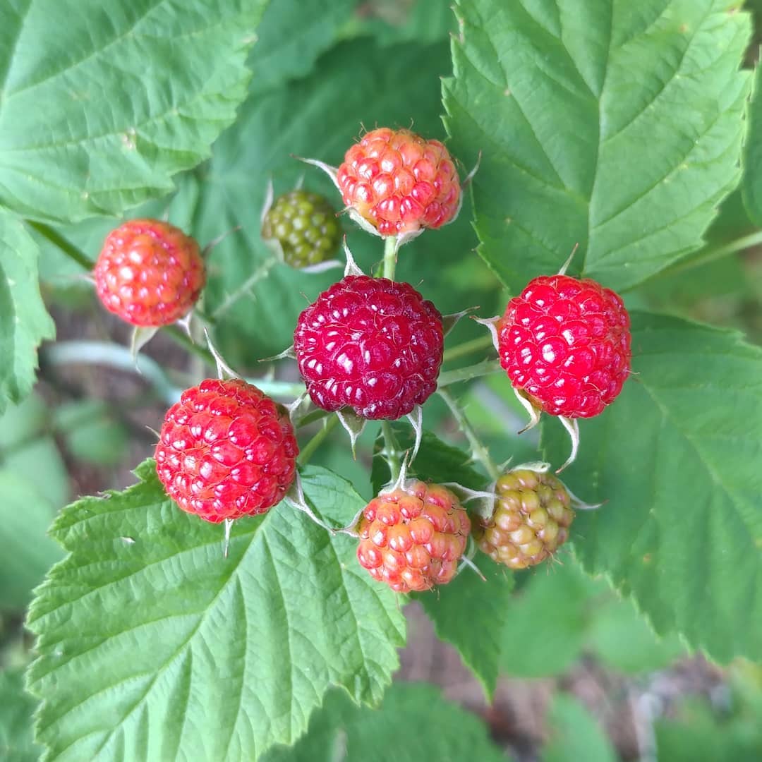 Getting closer! These raspberries turn black when they are ready to eat. I noticed a herd of ants getting ready for the ripeness as well.