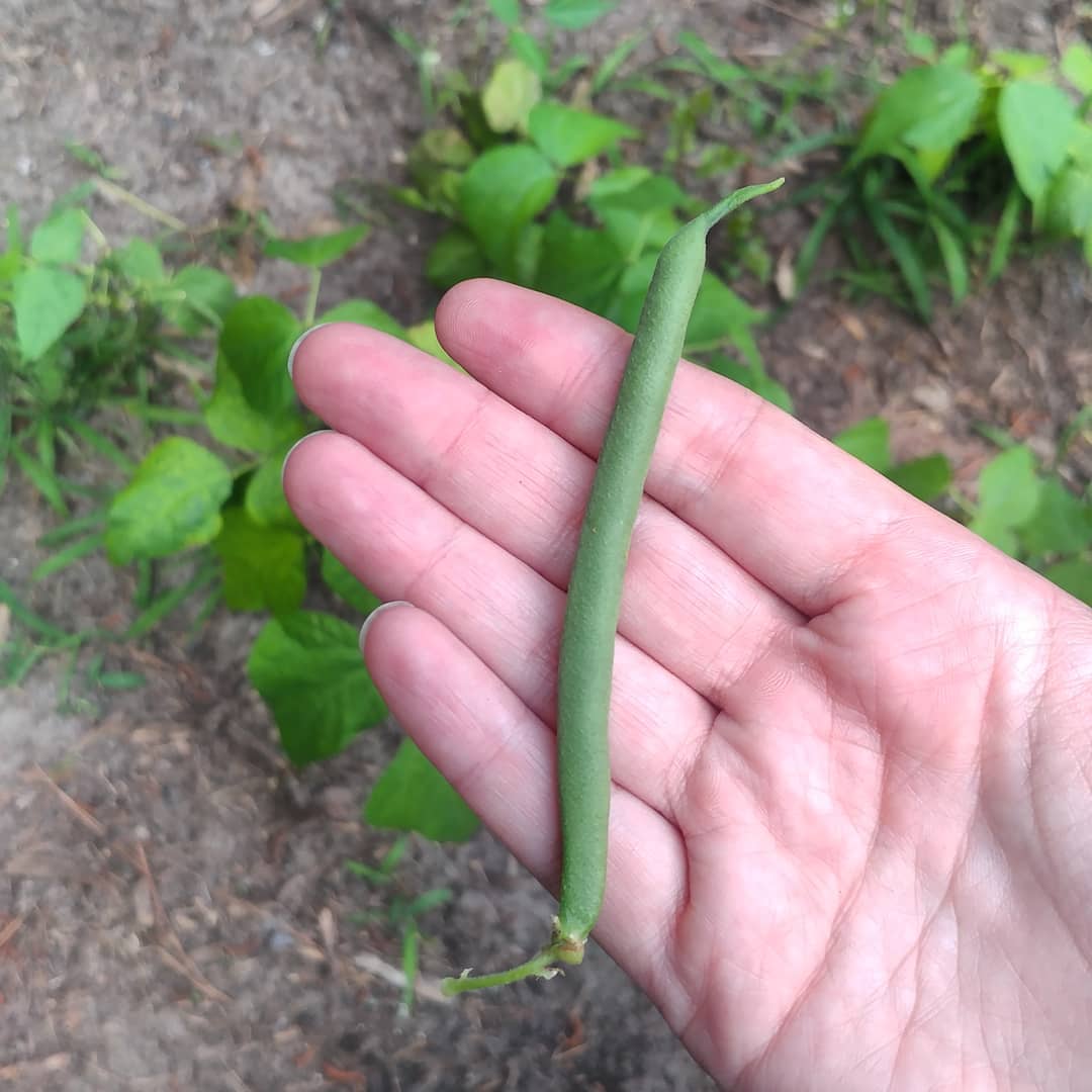 I beat the bunny to one green bean.