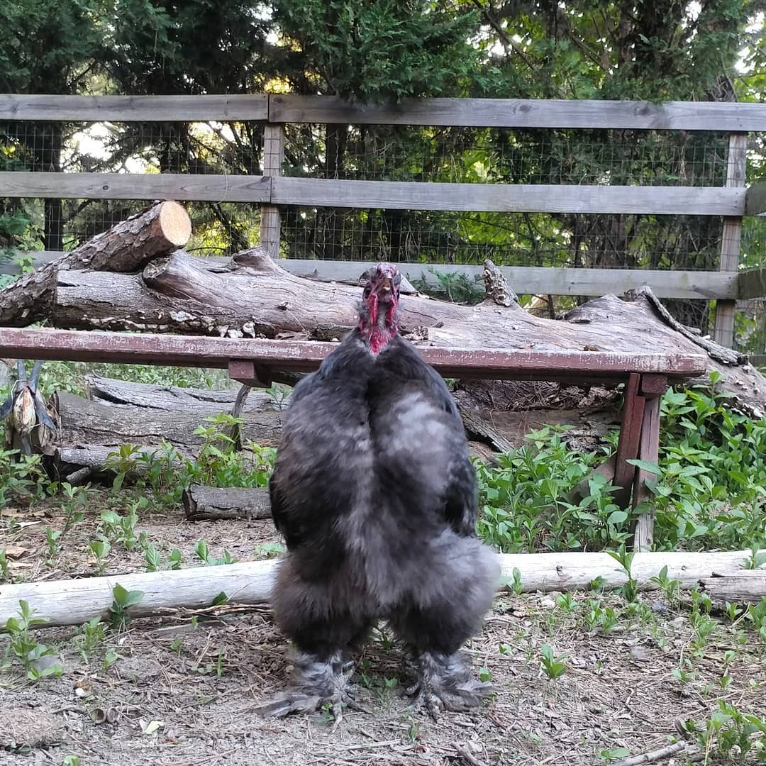 Majestic rooster, mid-crow. Sonia is trying to intimidate me but he is about 8" tall and less than a pound. I remain unfazed.