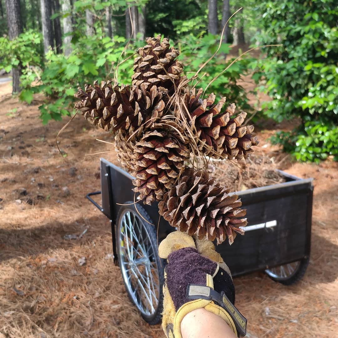 No wonder I can't stay ahead of the pine cones. This one little branch had six on it!