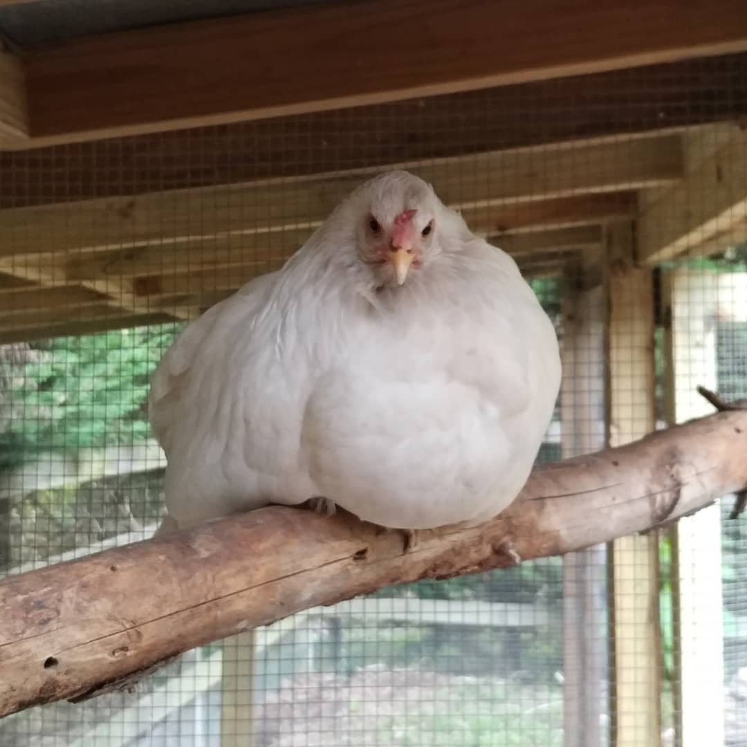 She's no longer broody but oh, she is moody! She's holding quite a grudge about being locked out of the coop for three days. The other two have moved on. Not Glo. This is her on the highest perch, just glaring. I think she wanted to be eye level with me for maximum intimidation.