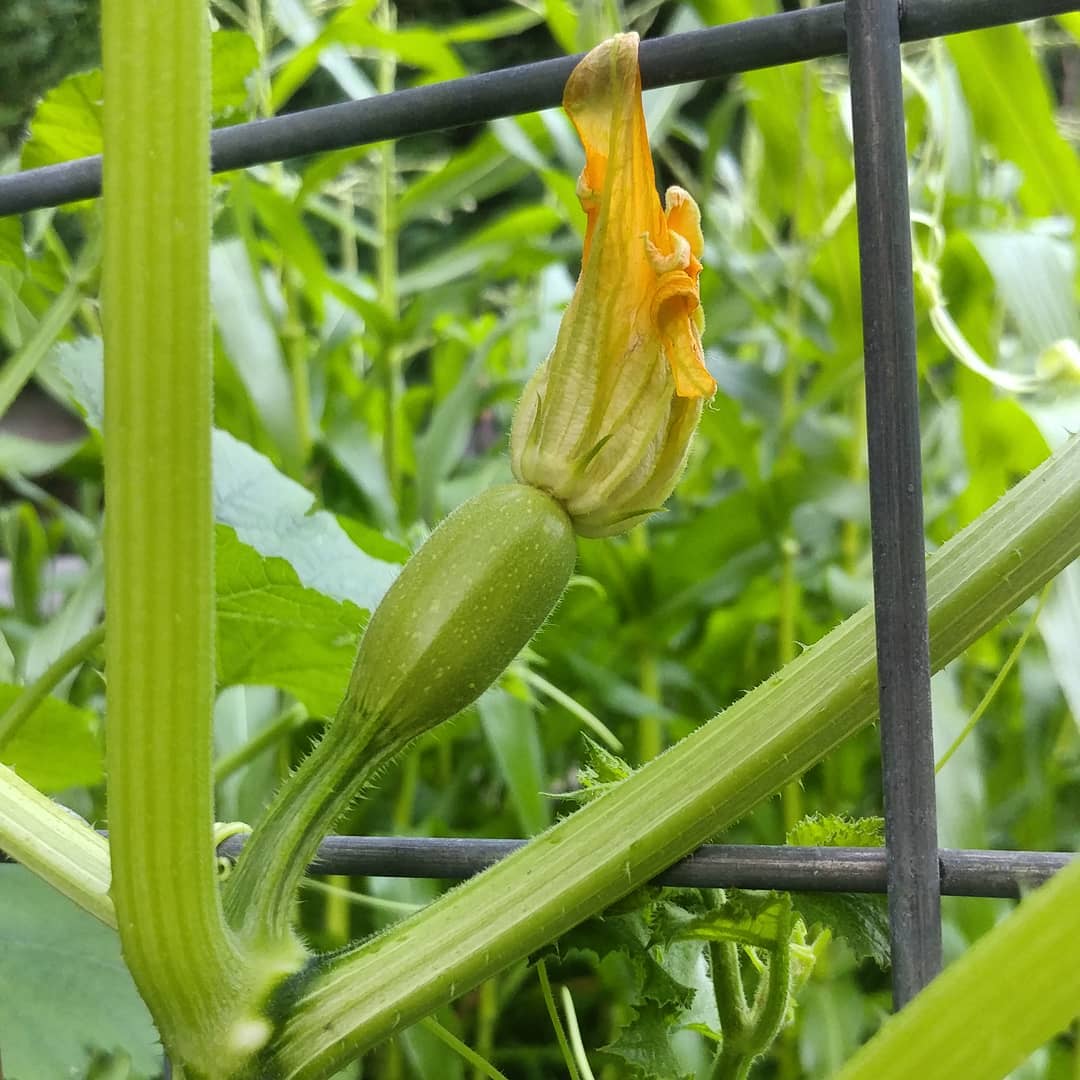 The first spaghetti squash is on the vine! Only two plants germinated but that is probably a blessing as they are already over 6 feet tall and spreading. Meanwhile, on the trellis, the first plant just reached the bottom rung. I planted the seeds on the same day.