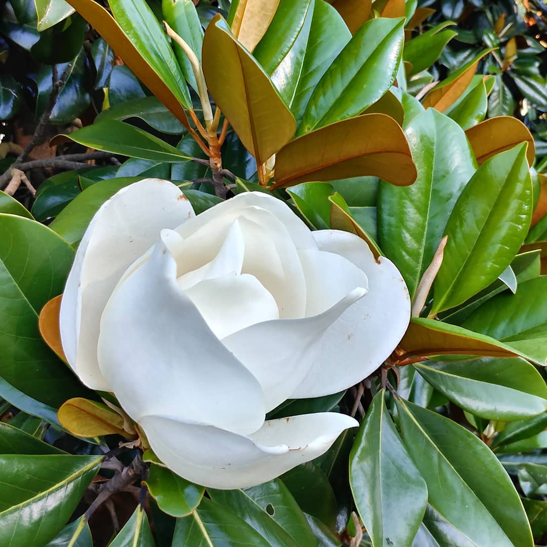 The most beautiful magnolia!