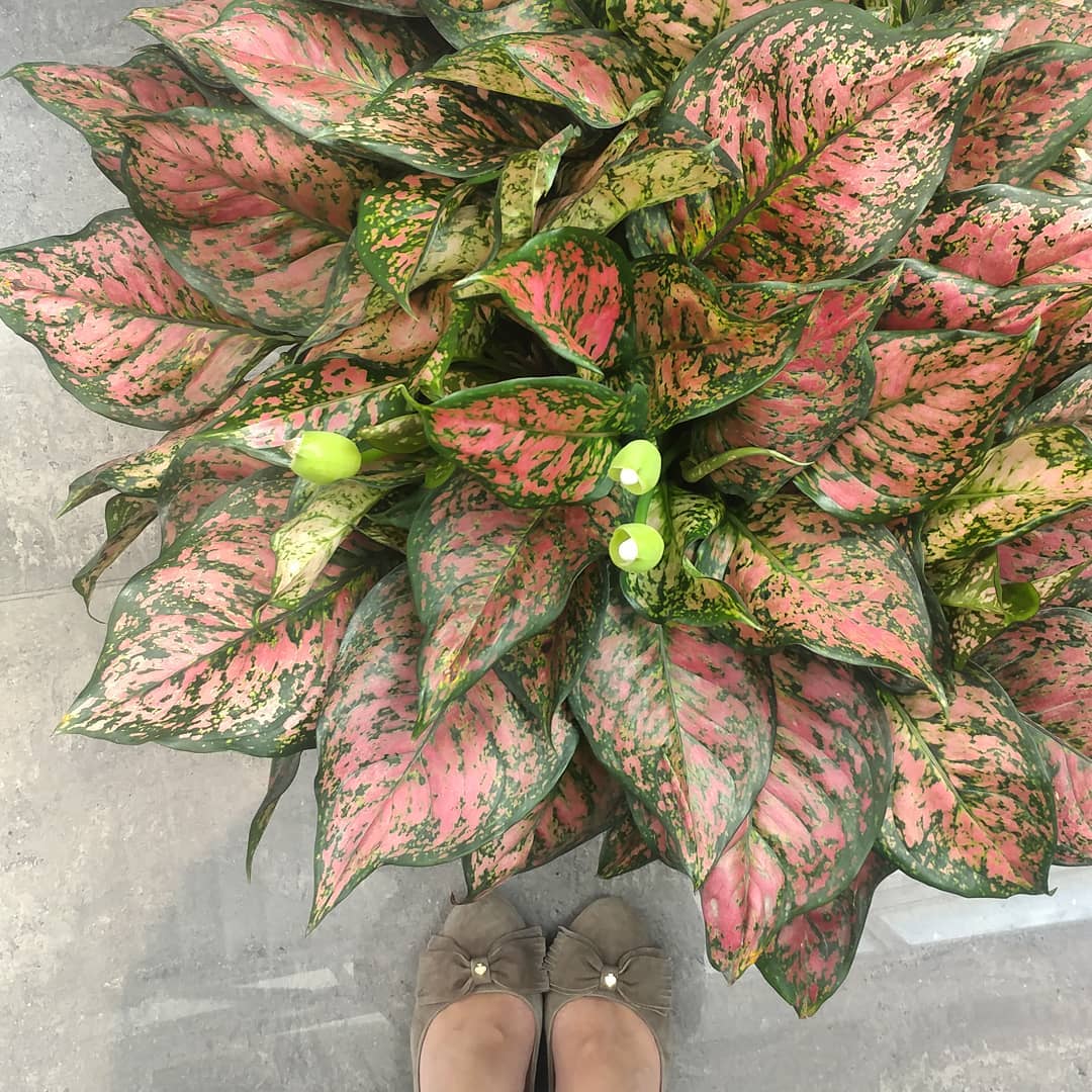 This plant is at my job. I am very over invested in the new leaves and flower pod things it is growing. I check on it every day. It's beatiful. What is it? How much would one this big cost?