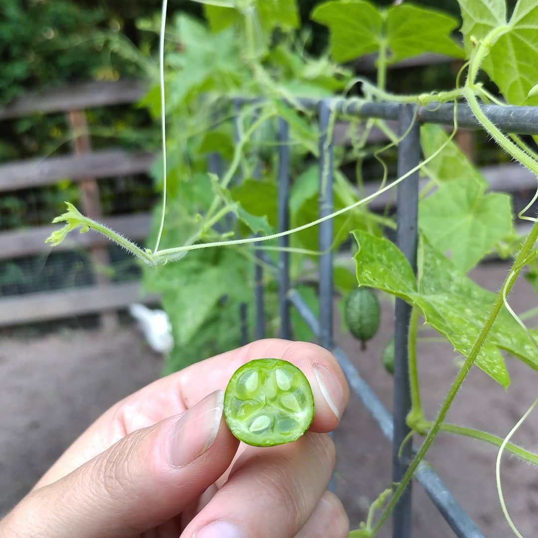 Cucumelons! Looks like a miniature watermelon, tastes like a fruity cucumber. This is my second year growing them and I think they are worth the trellis space!