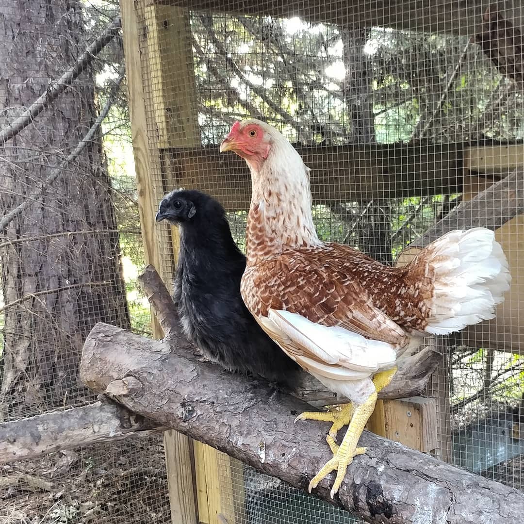 Guess who is locked out of the coop? These idiots! They have the whole yard to run around in and they are standing three feet from the door to the coop in case it magically opens from the intensity of their glare. Not happening. Broody chickens are so focused!