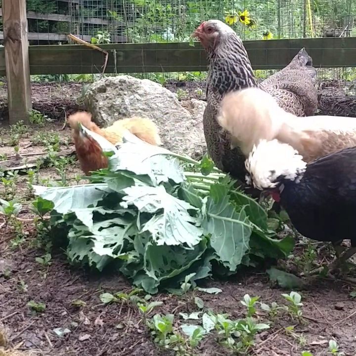 Just a minute of chickens eating collards. The for main characters are Donna the #silkie, Vi the #Cochin, Becky with the Good Hair and Kahlo the Guest appearances by Gretch the jerk and Wilga the feather plucker. They really do each have their own personalities.